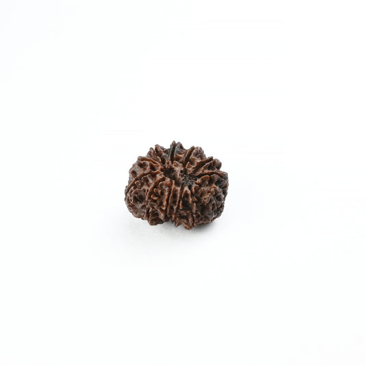 Natural 12 Mukhi Nepali Rudraksha With Certificate-12R69