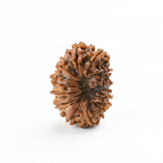 Natural 12 Mukhi Nepali Rudraksha With Certificate-12R68