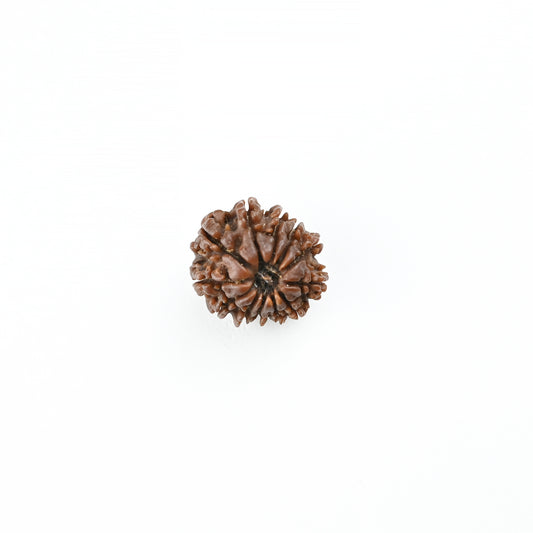 Natural 12 Mukhi Nepali Rudraksha With Certificate-12R70