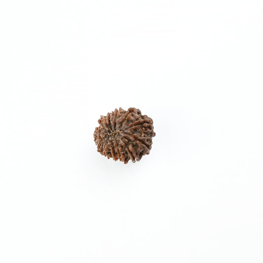 Natural 12 Mukhi Nepali Rudraksha With Certificate-12R70