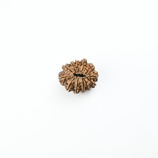 Natural 12 Mukhi Nepali Rudraksha With Certificate-12R71