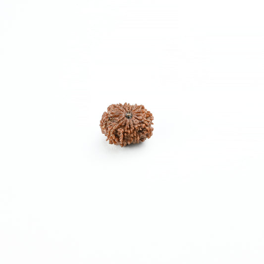 Natural 12 Mukhi Nepali Rudraksha With Certificate-12R72