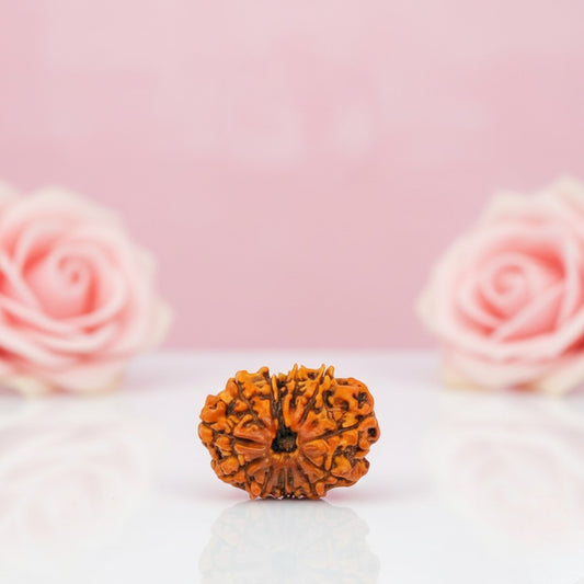 Natural 12 Mukhi Rudraksha Beads