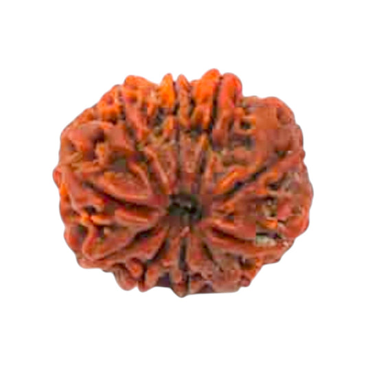 Natural 10 Mukhi Rudraksha
