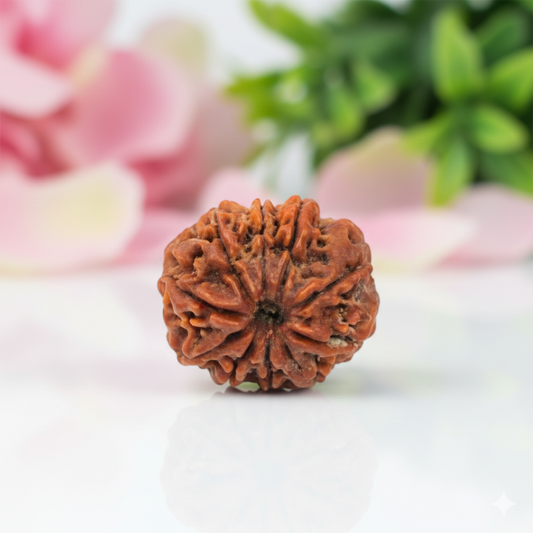Natural 10 Mukhi Rudraksha