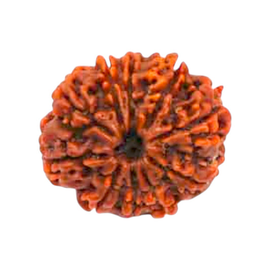 Natural 10 Mukhi Rudraksha