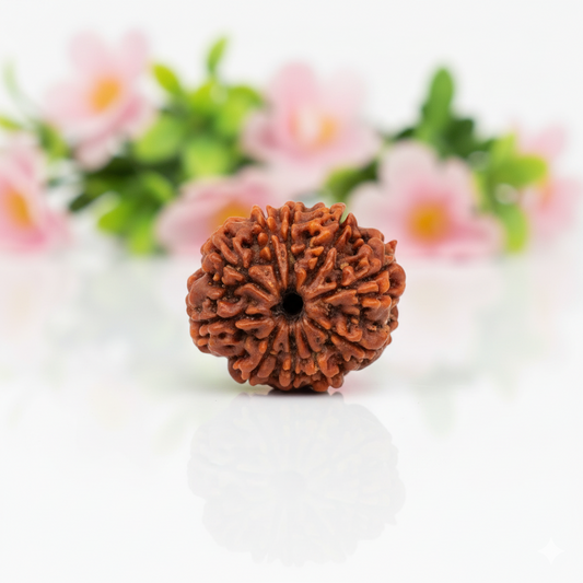 Natural 10 Mukhi Rudraksha