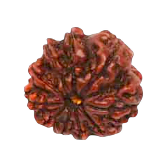 Natural 10 Mukhi Rudraksha