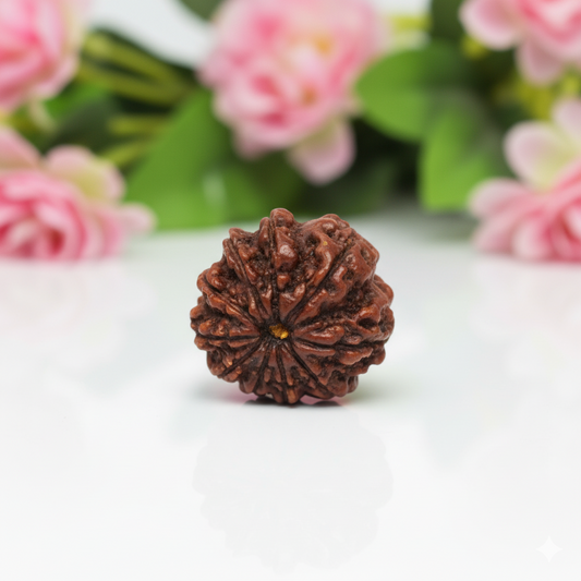 Natural 10 Mukhi Rudraksha