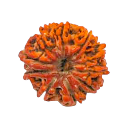 Natural 10 Mukhi Rudraksha