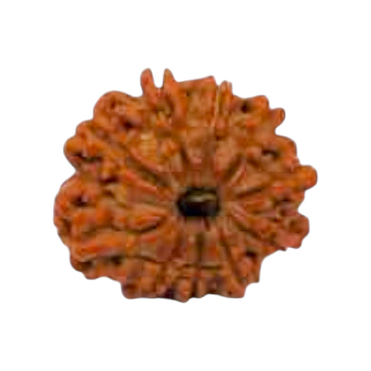 Natural 10 Mukhi Rudraksha