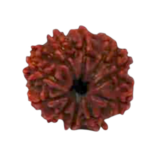 Natural 10 Mukhi Rudraksha