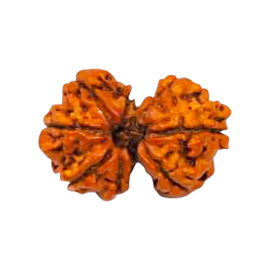 Gauri Shankar Rudraksha