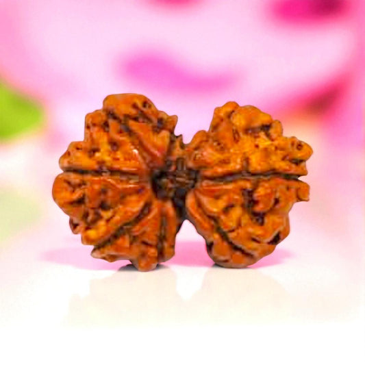 Gauri Shankar Rudraksha
