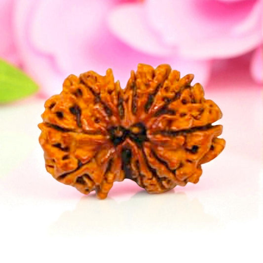 Gauri Shankar Rudraksha