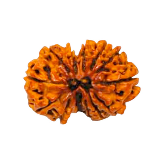 Gauri Shankar Rudraksha