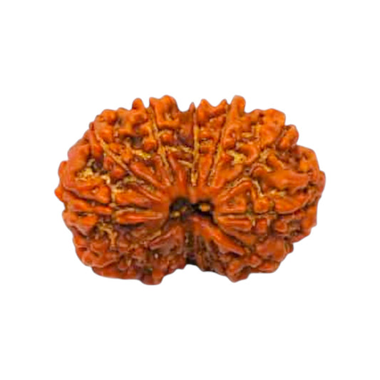 Gauri Shankar Rudraksha