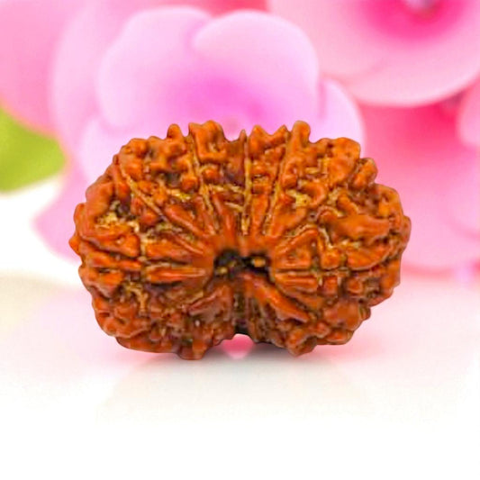 Gauri Shankar Rudraksha