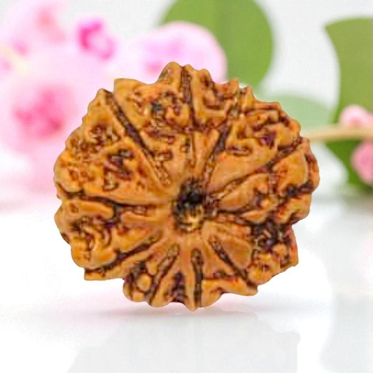 Natural 9 Mukhi Rudraksha