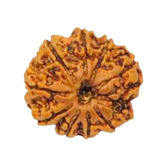 Natural 9 Mukhi Rudraksha