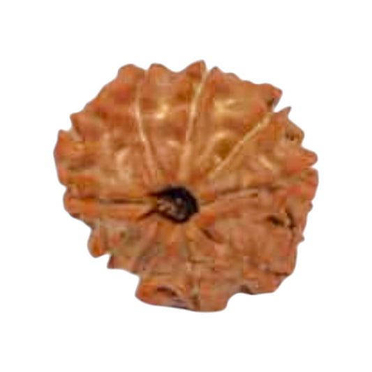 Natural 9 Mukhi Rudraksha