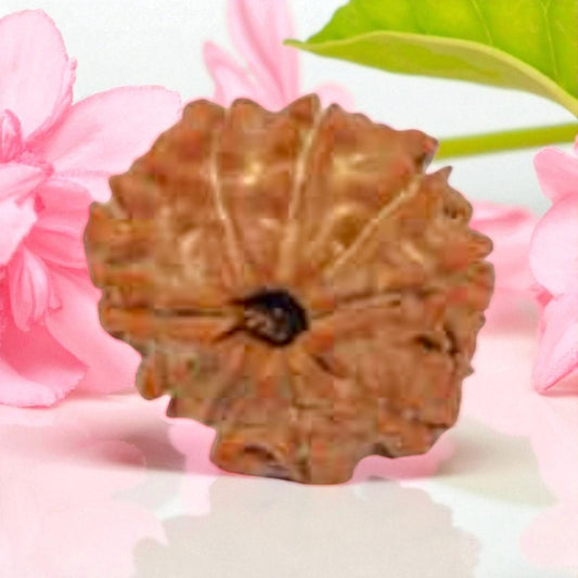 Natural 9 Mukhi Rudraksha