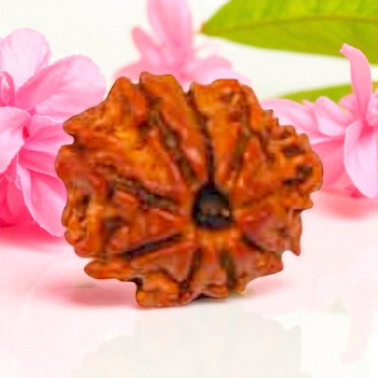 Natural 9 Mukhi Rudraksha