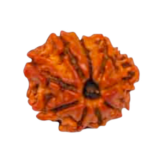 Natural 9 Mukhi Rudraksha