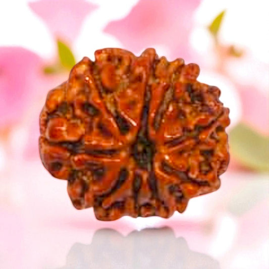Natural 9 Mukhi Rudraksha