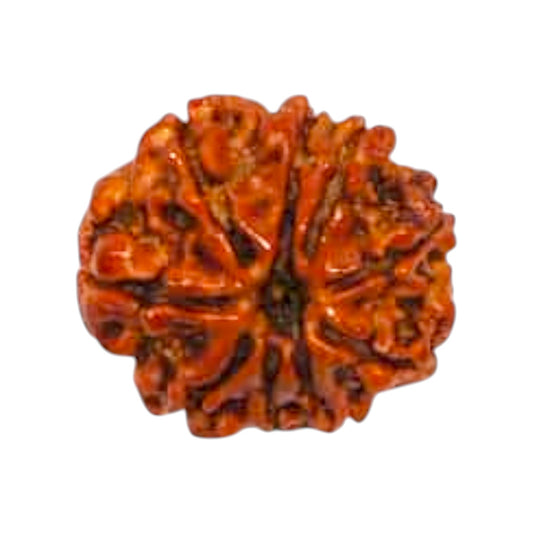 Natural 9 Mukhi Rudraksha