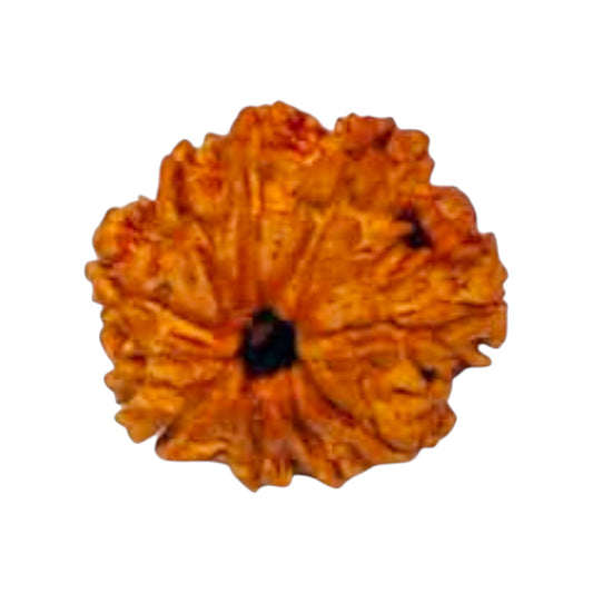 Natural 9 Mukhi Rudraksha