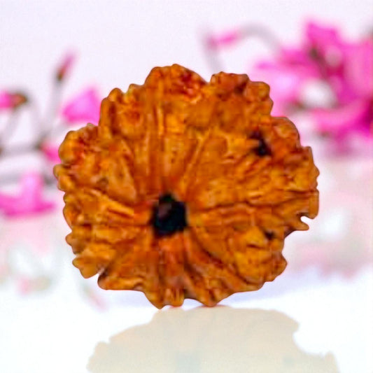Natural 9 Mukhi Rudraksha