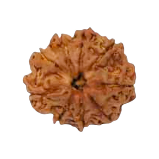 Natural 9 Mukhi Rudraksha
