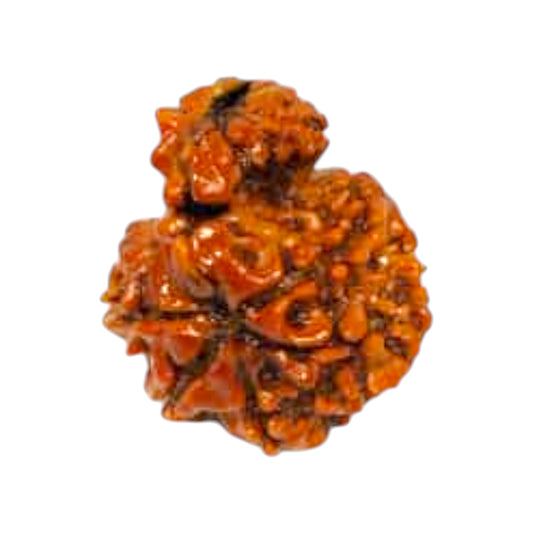 Garbh Gauri Rudraksha