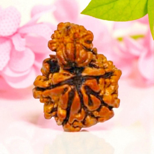 Garbh Gauri Rudraksha