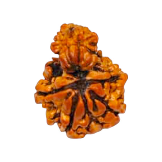 Garbh Gauri Rudraksha