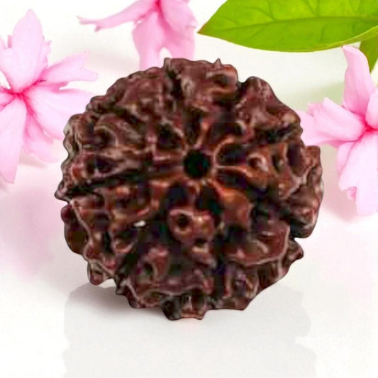 Natural 8 Mukhi Rudraksha