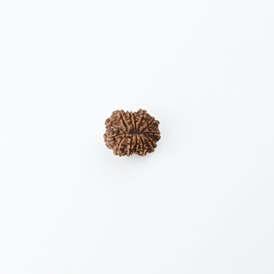 Natural 13 Mukhi Nepali Rudraksha With Certificate-13R73