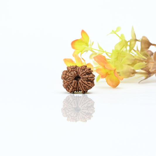 Natural 13 Mukhi Nepali Rudraksha With Certificate-13R73