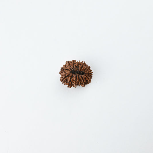 Natural 13 Mukhi Nepali Rudraksha With Certificate-13R74