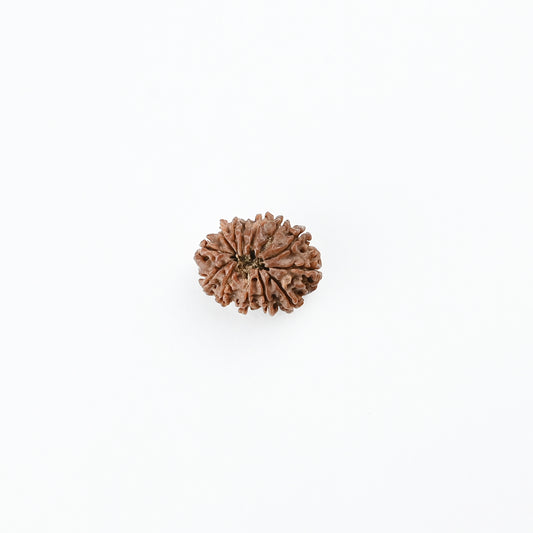 Natural 13 Mukhi Nepali Rudraksha With Certificate-13R75