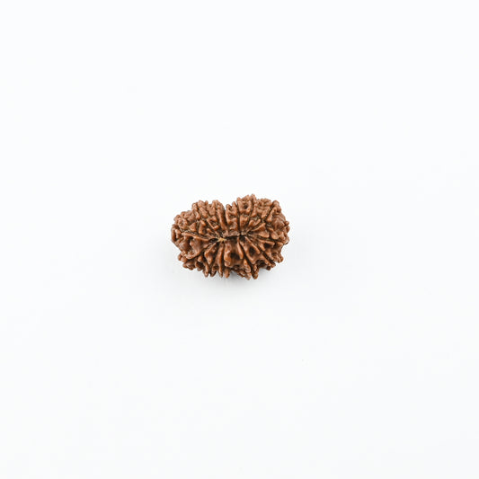 Natural 13 Mukhi Nepali Rudraksha With Certificate-13R76