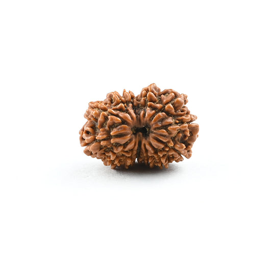 Natural 13 Mukhi Nepali Rudraksha With Certificate-13R76