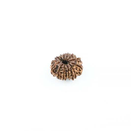 Natural 13 Mukhi Nepali Rudraksha With Certificate-13R77