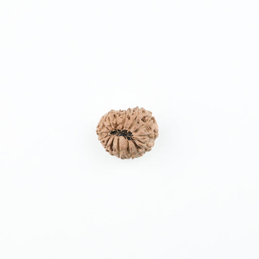 Natural 13 Mukhi Nepali Rudraksha With Certificate-13R78