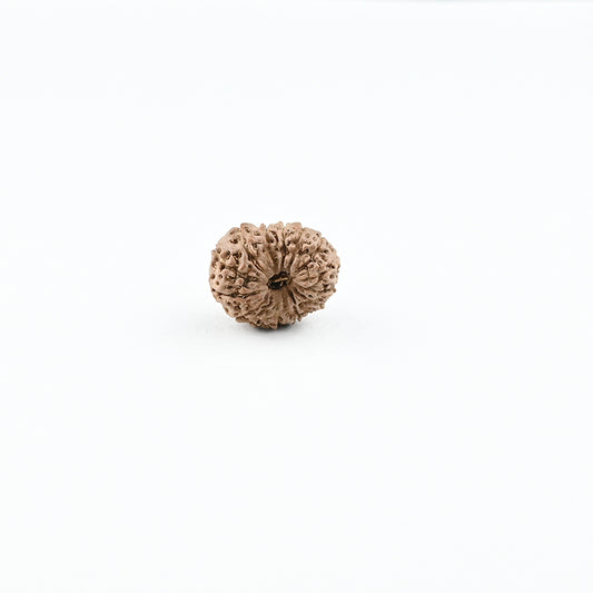 Natural 13 Mukhi Nepali Rudraksha With Certificate-13R78