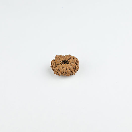 Natural 14 Mukhi Nepali Rudraksha With Certificate-14R79