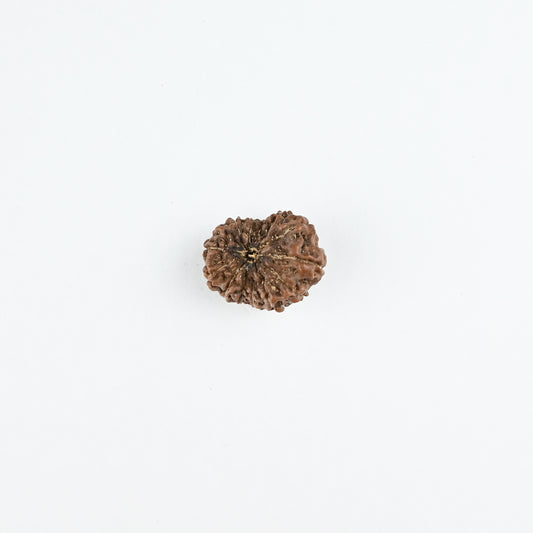 Natural 14 Mukhi Nepali Rudraksha With Certificate-14R81