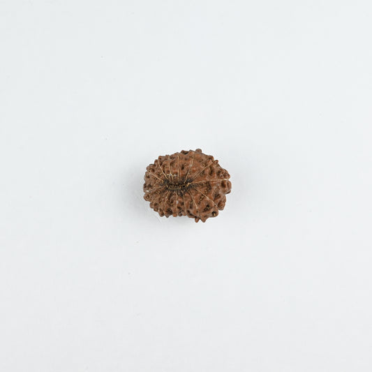 Natural 14 Mukhi Nepali Rudraksha With Certificate-14R81