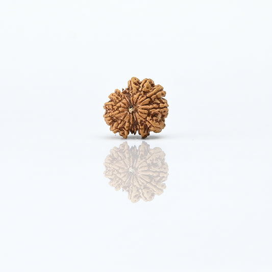 Natural 14 Mukhi Nepali Rudraksha With Certificate-14R84